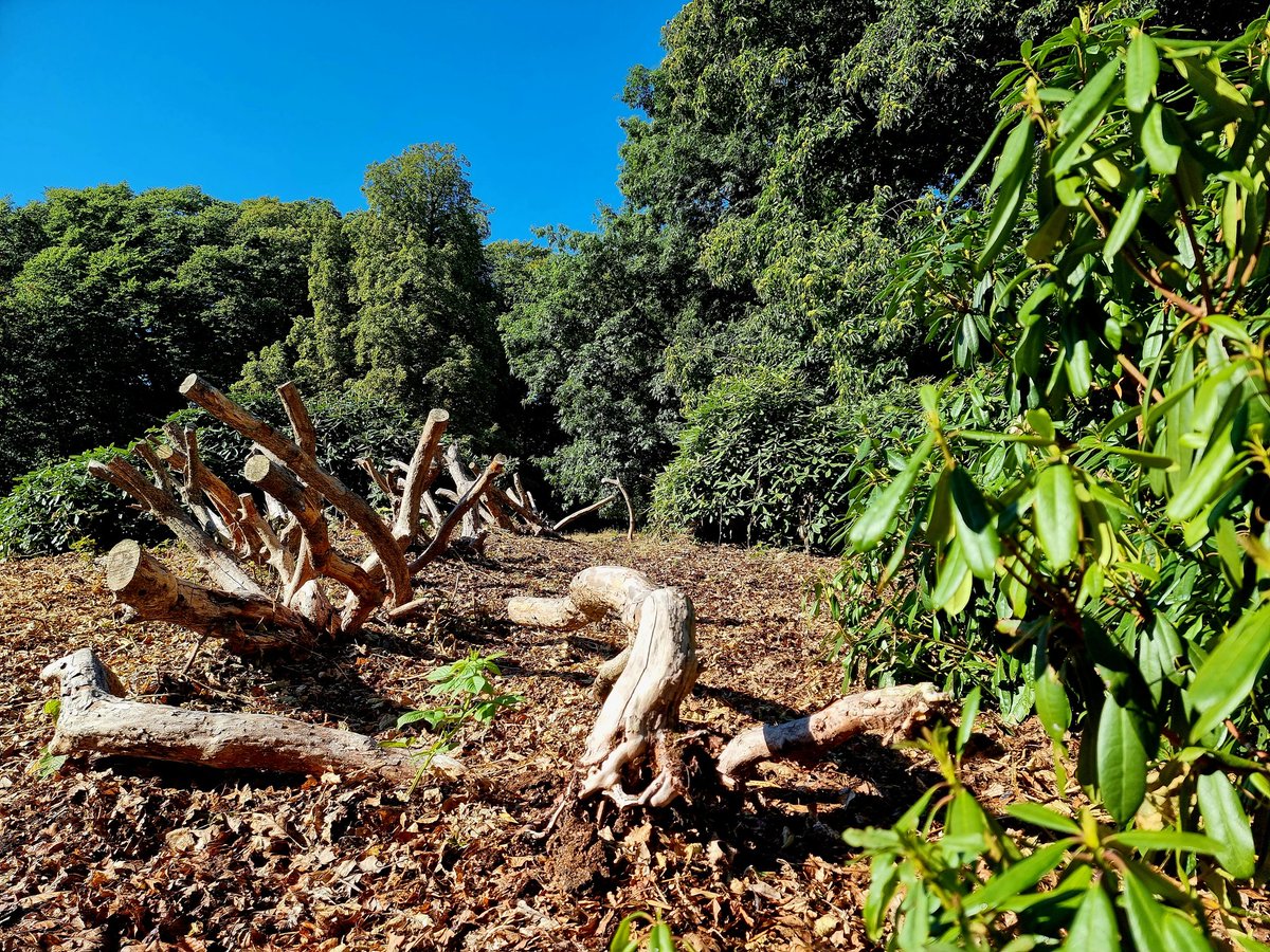 De rhododendrons in de Arnhemse parken hebben het zwaar ... #Arnhem