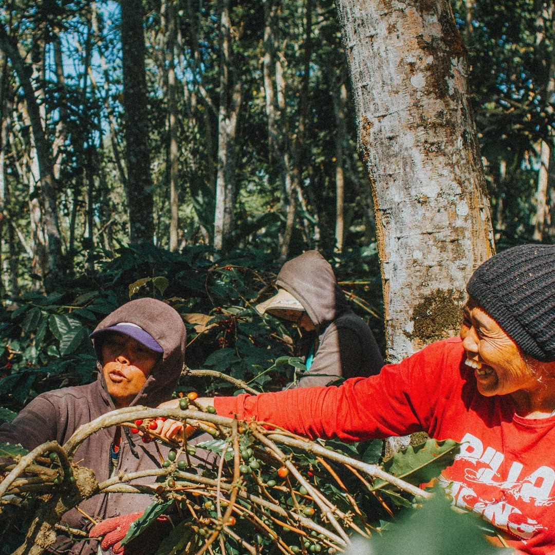 BirdsBeans's tweet photo. More than 4,600 coffee farmers protect over 32,000 acres of Bird Friendly® habitat worldwide. And it’s possible thanks to customers like you.

#organicliving #organicproduct #coffee #coffeeculture #coffeegram #thebirdingsquad #ecofriendly #ecofriendlyliving #birdfreaks #planetbir https://t.co/DihgKrlOMx