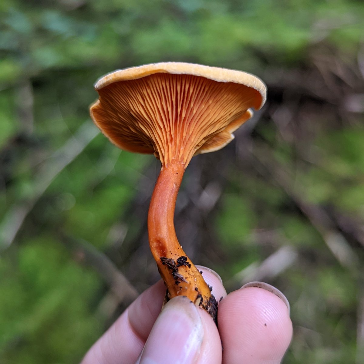 Sarah Cowan tweet media