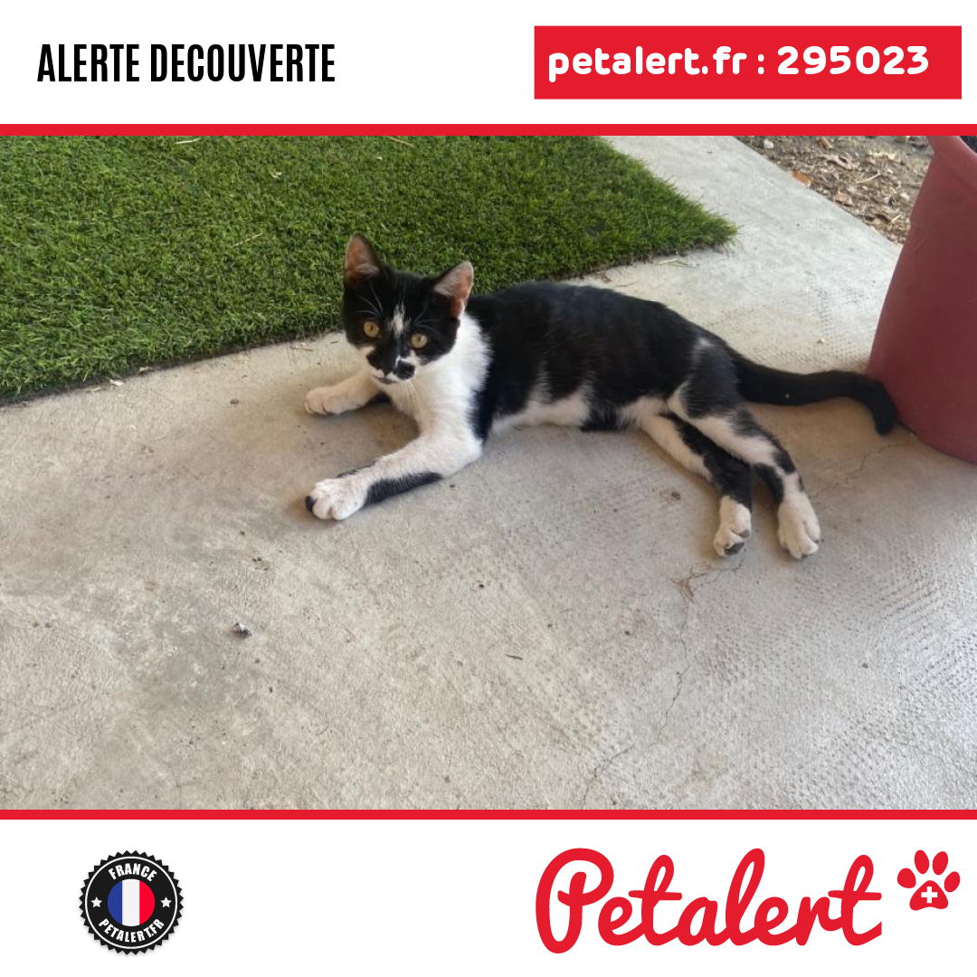 Trouvé #Chat #TarnEtGaronne #Albias #Petalert  #PetAlert82 / p3t.co/A8Cus