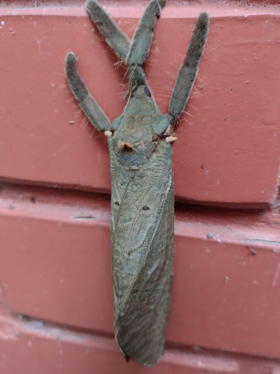 <a href="/ObsNaturalistas/">Observações Naturalistas</a> <a href="/ElfaDosInsetos/">Elfa dos Insetos 🐛🦋</a> Oi galera, olha o que o vigia aqui onde eu trabalho acabou de encontrar. Tem vídeo também. Mostro depois.