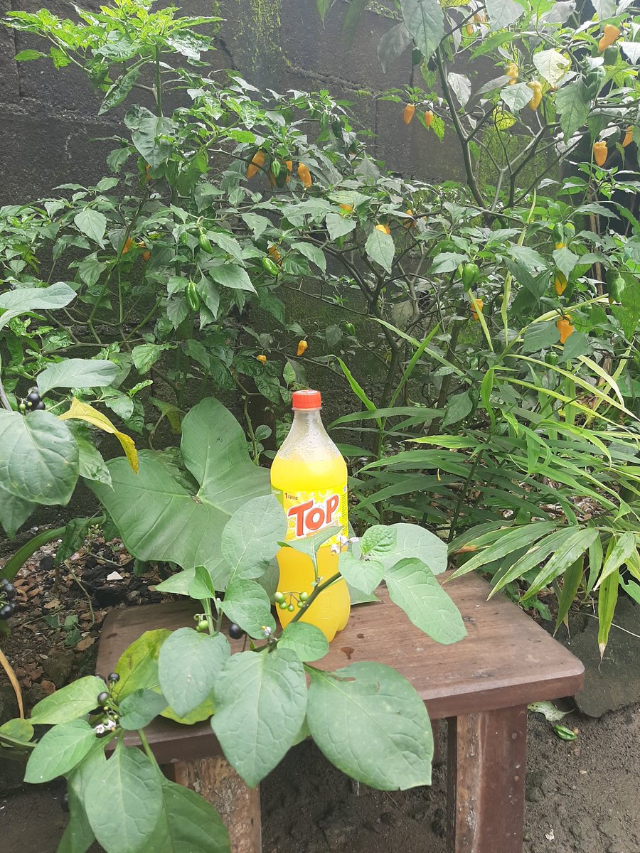TopCameroun's tweet photo. Ce que tu vois c'est ça !!!

#TopDivers https://t.co/mDBLfy6v6P