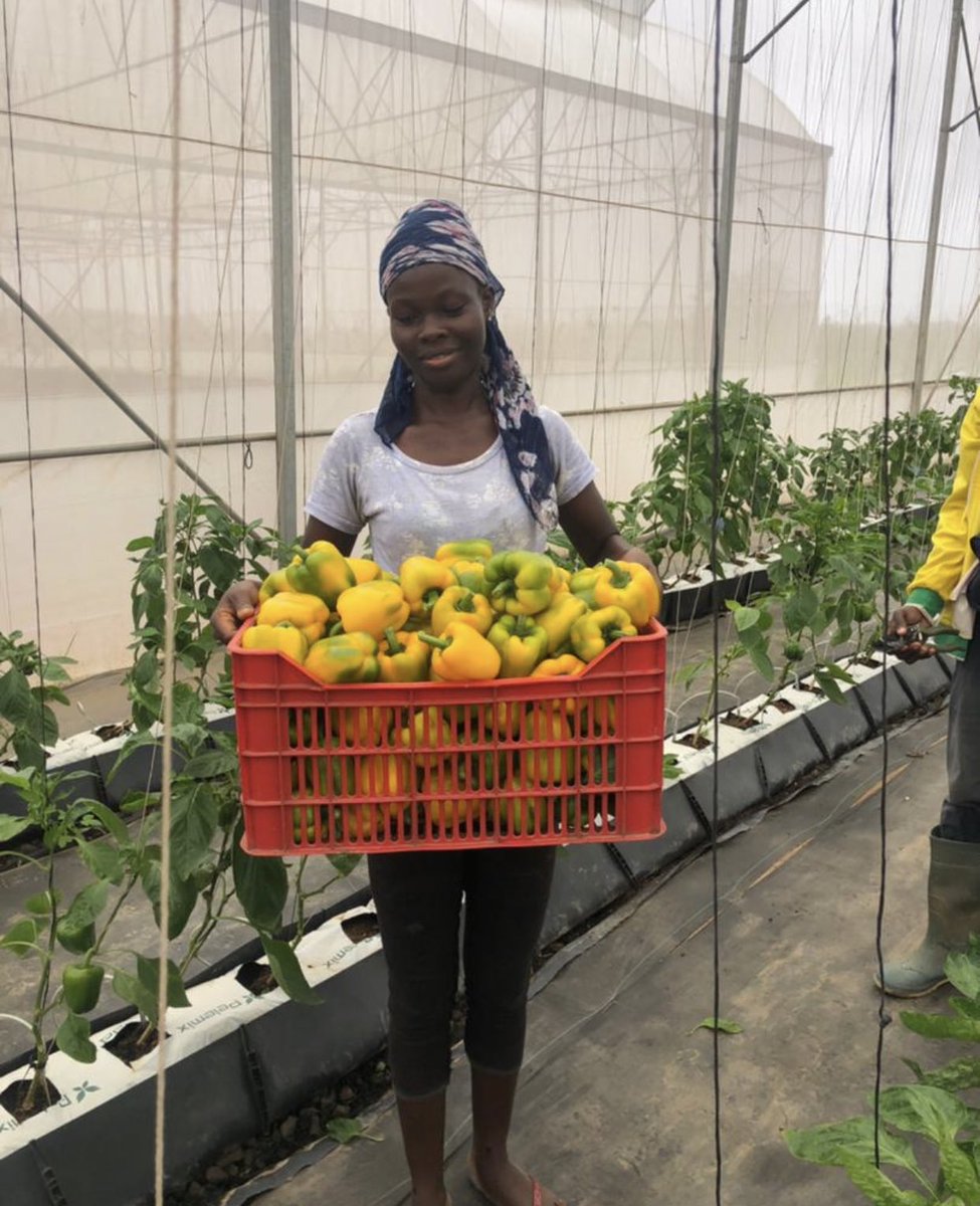 EfoKofi_fmr's tweet photo. Get your indoor bell pepper varieties from @HGTGhana. @DefarmerAlex and @AgyemanCharles entirely helped on production. Greetings from #Akuse. https://t.co/yAcJEROivh
