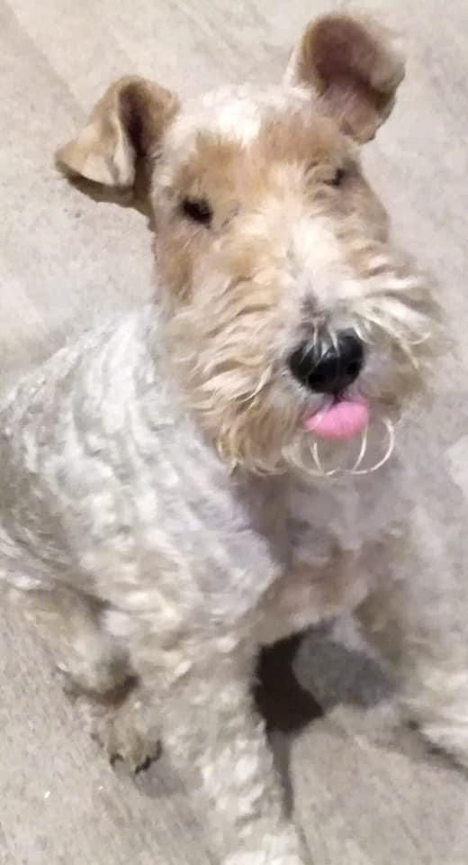 NWirefoxterrier's tweet photo. ๐พ๐Happy Tongue- Out Tuesday, frens!๐๐๐พ#dogsoftwitter #nedz https://t.co/X3SD0Oba14