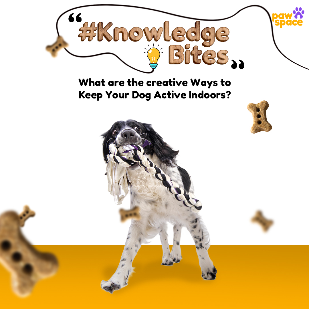 Pawspaceindia's tweet photo. #knolwedgebites
What is your experice
Comment, Like and Share your answer with us and to know more visit/ follow https://t.co/HGkr1AZvhm
#pawspace #petreels #petsitting #dogtraining #dogboarding #dogreels #dogproblems #dogphotography #dogsofinstagram #dogs #puppy #dogsofbengaluru https://t.co/BzhtQYHFWq