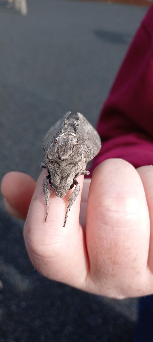 St Chris Junior School tweet media