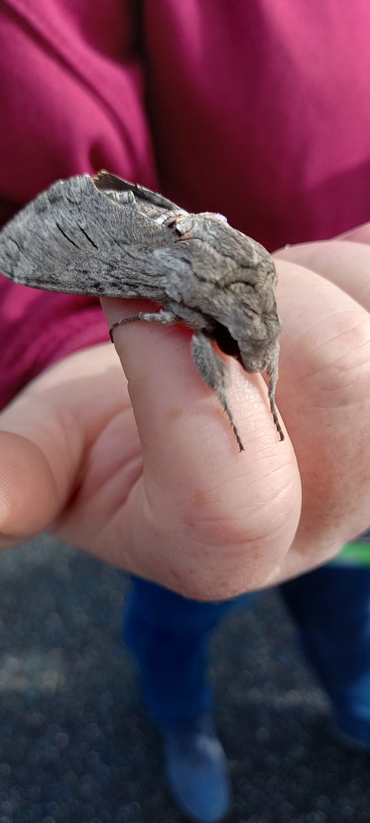 St Chris Junior School tweet media