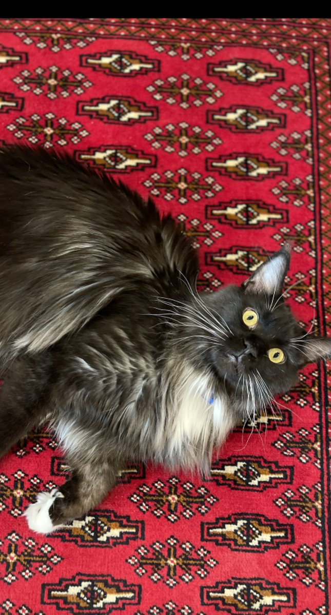 Tuxedo