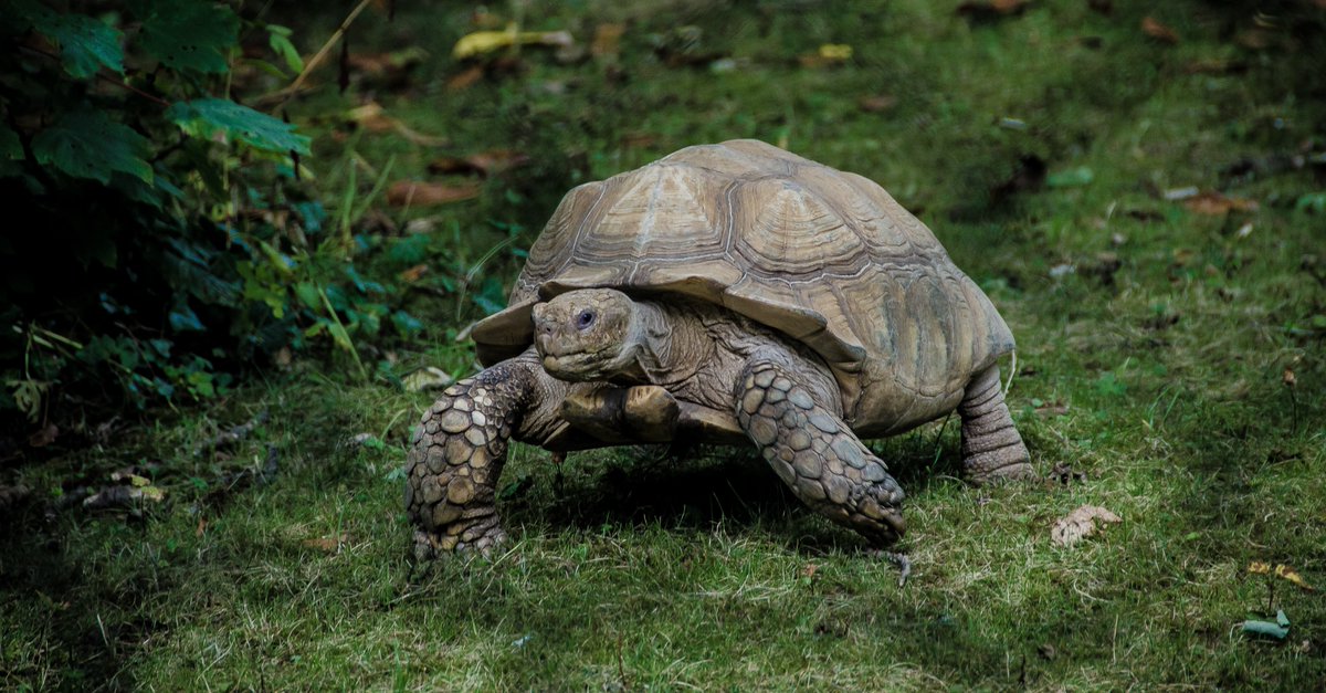 📢Pet Fact

Tortoises can live for over 100 years! This means you'll likely be taking care of them for the rest of your life!
