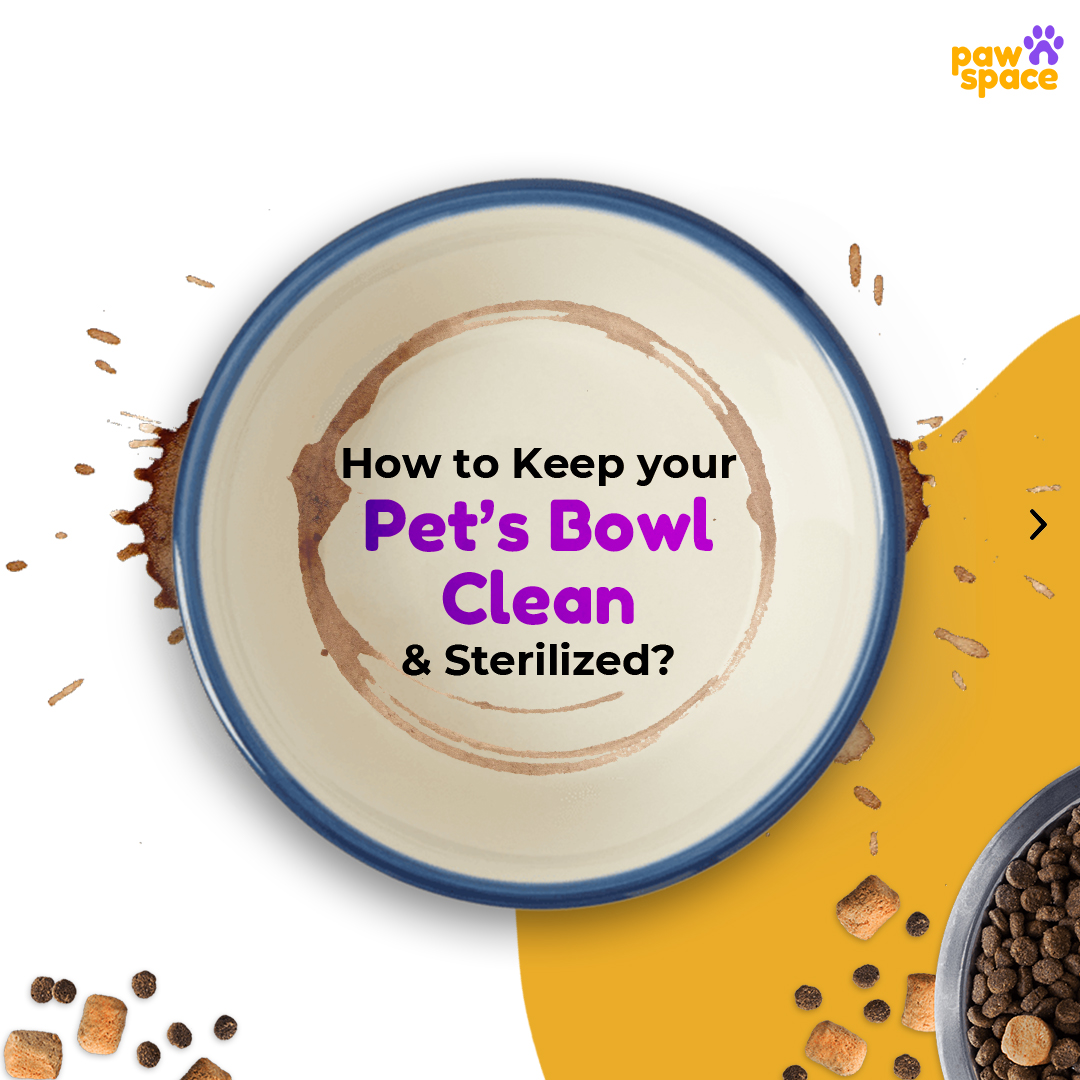 Pawspaceindia's tweet photo. For all our sloppy &amp; pampered felines &amp; pooches - keeping their bowls clean can sometimes be hassled So we are here with small helpful tips to make sure that your pet’s bowls are spick and span clean!
How do you keep your pet’s bowl clean?
Any great tip!!
Share, Comment &amp; Like. https://t.co/0fAv3GNhny