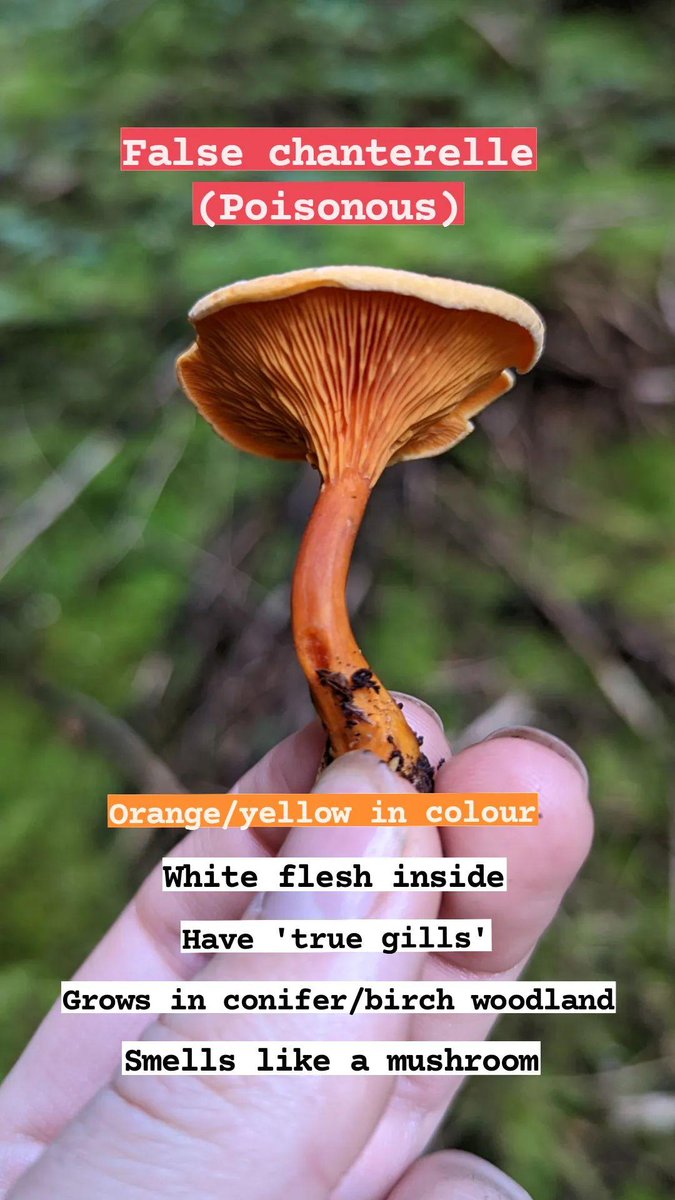 Sarah Cowan tweet media