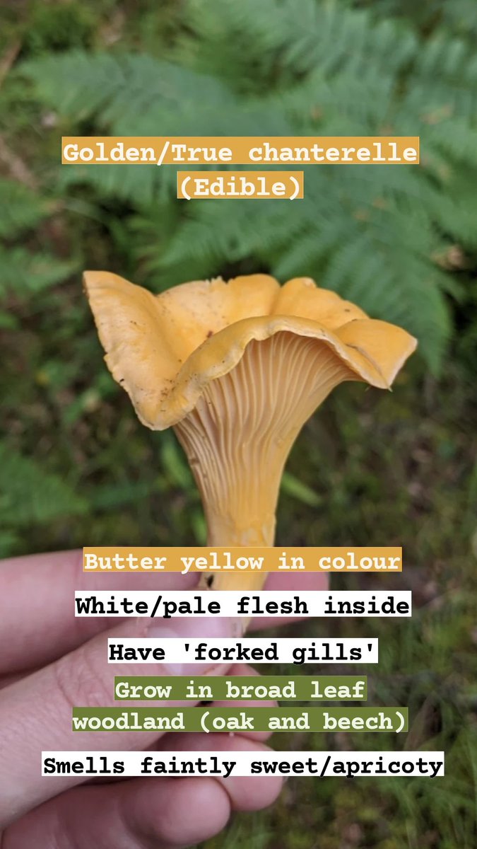 Sarah Cowan tweet media