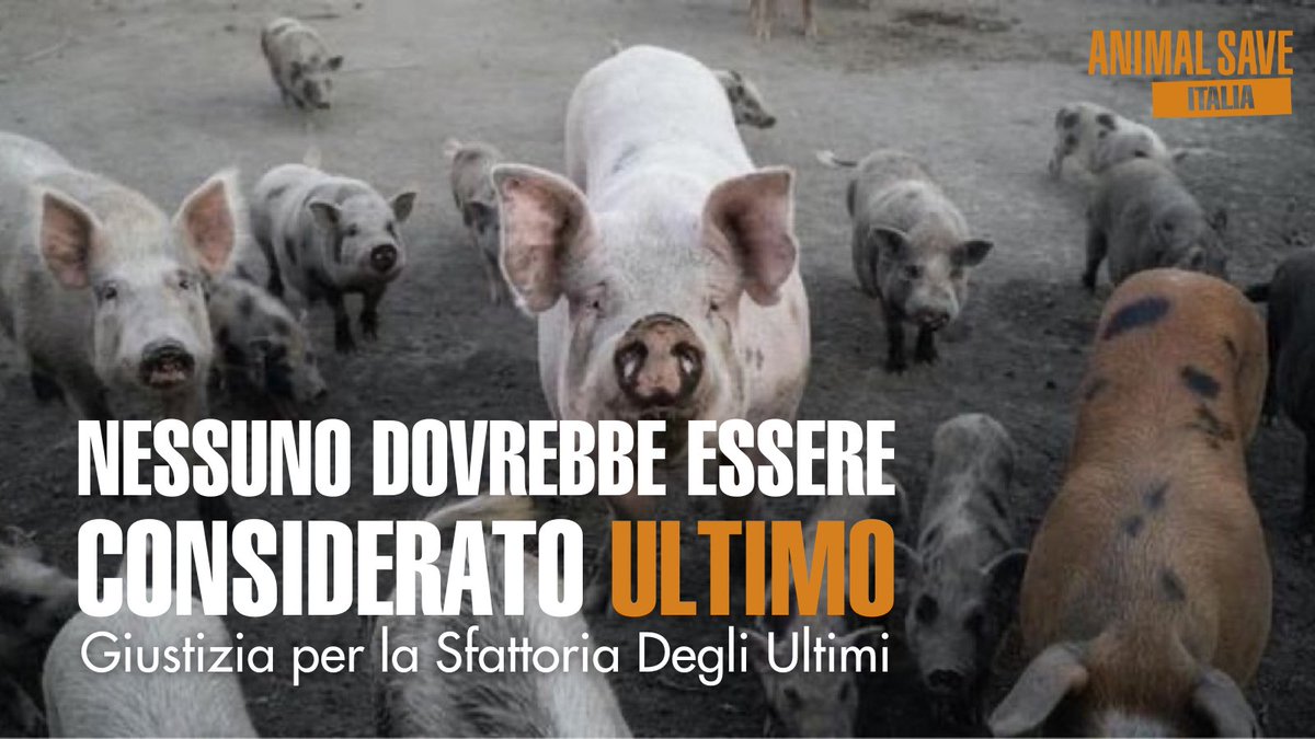 gingeronearth's tweet photo. Chiediamo a @gualtierieurope @sabrinalfonsi #BarbaraFunari e #AngeloFerrari di alzare la propria voce e difendere gli animali della Sfattoria degli Ultimi. Nessun individuo di nessuna specie dovrebbe essere considerato ultimo.
#iostoconicinghiali #SfattoriaDegliUltimi #pestesuina https://t.co/PPqd9Knteo