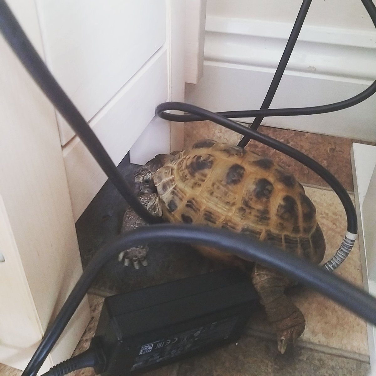 Frank_Tortoise's tweet photo. Finding the most awkward places to get stuck #tortoise #tortoiselove #tortoisetwitter #turtle #cute #cutepets #pets #pettortoise #petphotos https://t.co/djqQKtKnWN