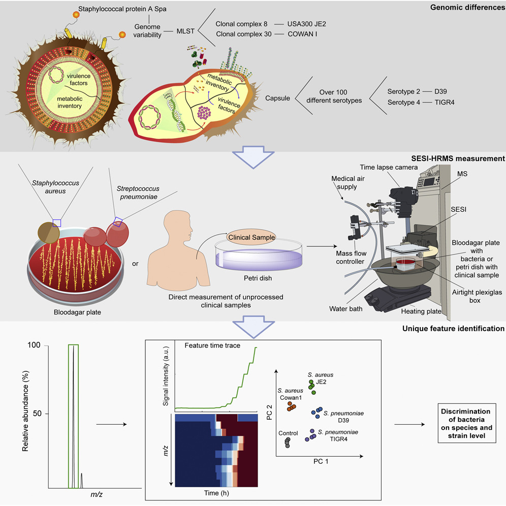 Zinkernagel Lab Zurich (@azinkernagellab) on Twitter photo Great collaboration with <a href="/SinuesLab/">Sinues Lab</a>! We developed a method for "Rapid detection of Staphylococcus aureus and Streptococcus pneumoniae by real-time analysis of volatile metabolites" and tested it on some real-world clinical samples.
cell.com/iscience/fullt… Great collaboration with <a href="/SinuesLab/">Sinues Lab</a>! We developed a method for "Rapid detection of Staphylococcus aureus and Streptococcus pneumoniae by real-time analysis of volatile metabolites" and tested it on some real-world clinical samples.
cell.com/iscience/fullt…