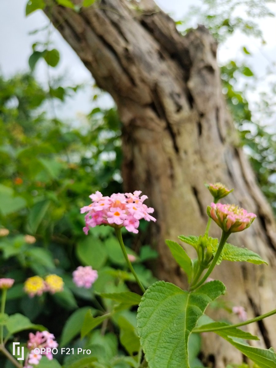 RPhotography33's tweet photo. Shot on @oppo 
#shotonoppo #oppo #PhotoOfTheDay #opps https://t.co/EoRDYEeSOT