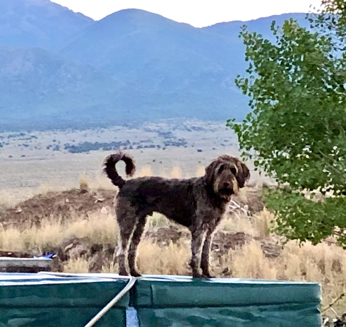 1heart2pen's tweet photo. @brclothwrites #murphydog and Nykoh https://t.co/HVCHGoJc8l