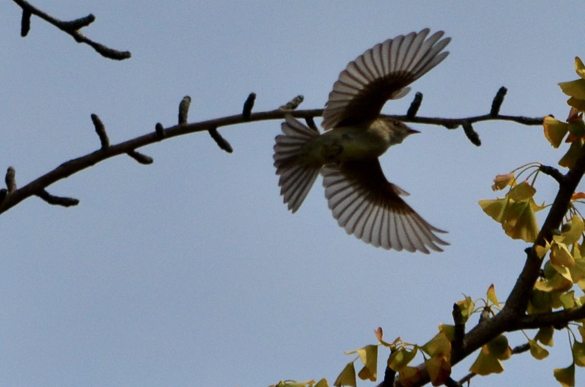 koolshark2's tweet image. #easternwoodpeewee: on &amp;amp; around that 1 bird-magnet tree in the Ramble that yielded views of many #fallmigration birds yesterday, this non-warbler was #flycatching &amp;amp; kept returning to the same perch. #birding #nyc @CentralParkNYC #flycatcher #birdinflight #birdsinflight #bif