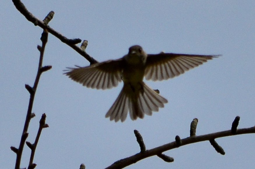 koolshark2's tweet image. #easternwoodpeewee: on &amp;amp; around that 1 bird-magnet tree in the Ramble that yielded views of many #fallmigration birds yesterday, this non-warbler was #flycatching &amp;amp; kept returning to the same perch. #birding #nyc @CentralParkNYC #flycatcher #birdinflight #birdsinflight #bif