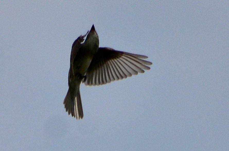 koolshark2's tweet image. #easternwoodpeewee: on &amp;amp; around that 1 bird-magnet tree in the Ramble that yielded views of many #fallmigration birds yesterday, this non-warbler was #flycatching &amp;amp; kept returning to the same perch. #birding #nyc @CentralParkNYC #flycatcher #birdinflight #birdsinflight #bif