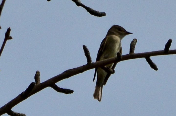 koolshark2's tweet image. #easternwoodpeewee: on &amp;amp; around that 1 bird-magnet tree in the Ramble that yielded views of many #fallmigration birds yesterday, this non-warbler was #flycatching &amp;amp; kept returning to the same perch. #birding #nyc @CentralParkNYC #flycatcher #birdinflight #birdsinflight #bif