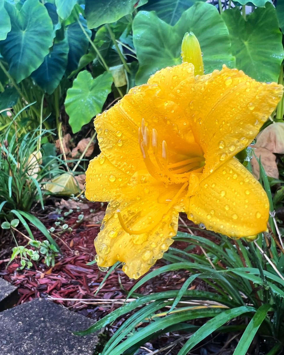 bootztarot's tweet photo. What’s your favorite flower? 🌺🌸🌼🌻🥀🌹🌷💐 Retweet a picture and let me know!! https://t.co/OeWarVB0TI