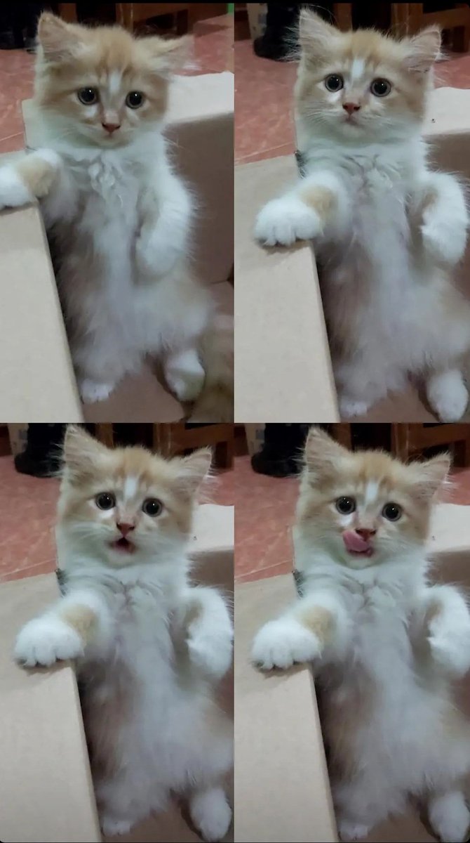 kochengfs's tweet photo. 🐈‍⬛ hai kaka, ini mf pertama mbabu aku, akhirnya mbabu di folbek, kenalin aku bonbon https://t.co/DPVX9JlKju