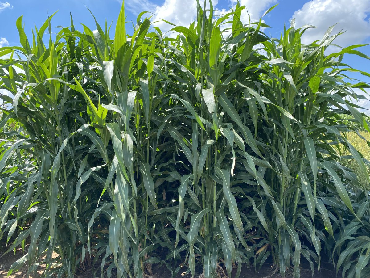 Jourdan Bell (@txpanag) on Twitter photo Don’t forget the <a href="/AgriLife/">Texas A&M AgriLife</a> Forage #Sorghum plot tour tomorrow at Bushland 9:00 AM! Directions are on the flyer. With 77 sorghum hybrids in the trial, there is a hybrid to meet everyone’s #forage needs! <a href="/SorghumGrowers/">National Sorghum Producers</a> <a href="/TexasSorghum/">Texas Sorghum</a> <a href="/tamctp/">Crop Testing Program - Texas A&M</a> Don’t forget the <a href="/AgriLife/">Texas A&M AgriLife</a> Forage #Sorghum plot tour tomorrow at Bushland 9:00 AM! Directions are on the flyer. With 77 sorghum hybrids in the trial, there is a hybrid to meet everyone’s #forage needs! <a href="/SorghumGrowers/">National Sorghum Producers</a> <a href="/TexasSorghum/">Texas Sorghum</a> <a href="/tamctp/">Crop Testing Program - Texas A&M</a>
