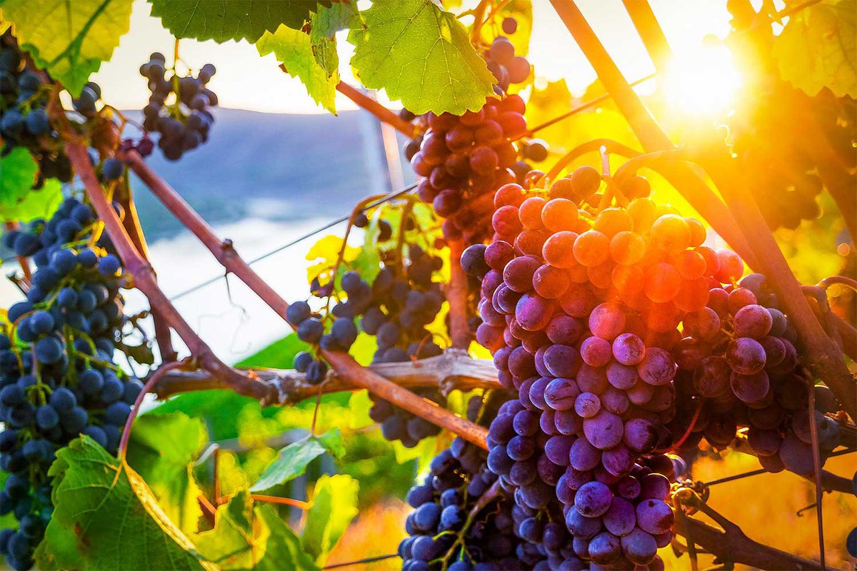 CopagriPuglia's tweet photo. #Vino: nonostante grande #qualità, comparto sconta gravissimi fenomeni speculativi.
Delegazione @Copagri ricevuta da assessore #agricoltura #Pentassuglia; "#prezzi #uva -50% rispetto al 2021, @RegionePuglia intervenga", chiede presidente #Palermo.
https://t.co/jA5uxq3NsP https://t.co/aLWvWU255Z