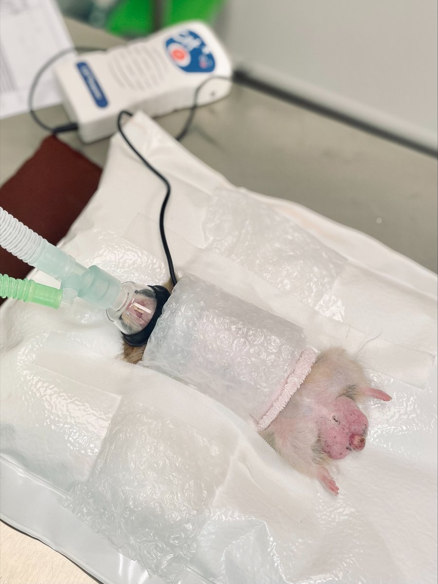 Scarsdale Vets tweet media