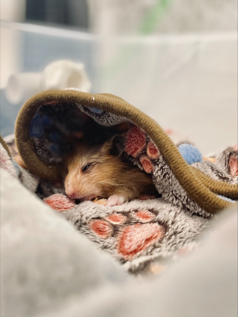 This is Ollivander, a Syrian Hamster who came for castration at Alfreton!

It's a rare procedure for a patient so tiny, but he suffered with a testicular mass. He did so well and recovered amazingly! Nurse Isabel kept him toasty whilst his oxygen tent warmed up!🐹

#ScarsdaleVets