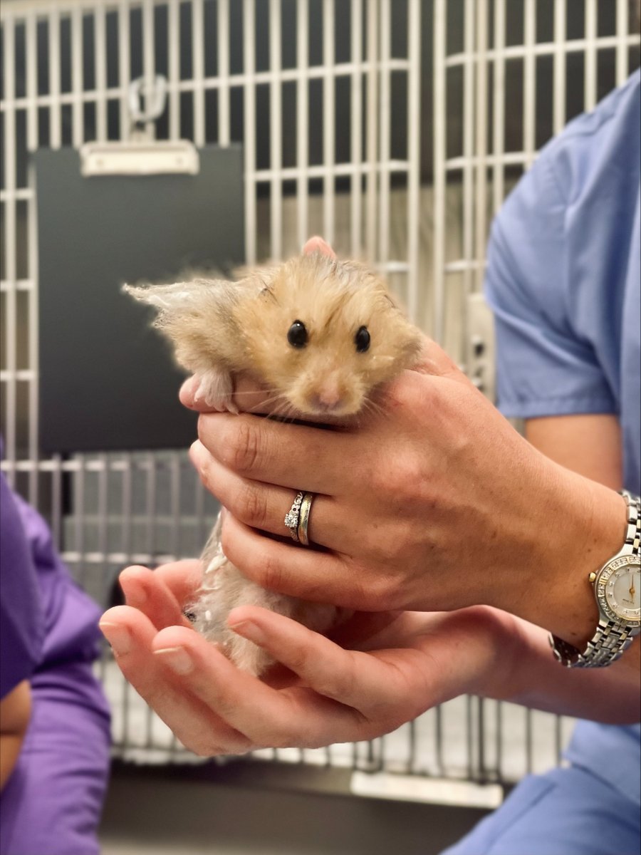 Scarsdale Vets tweet media