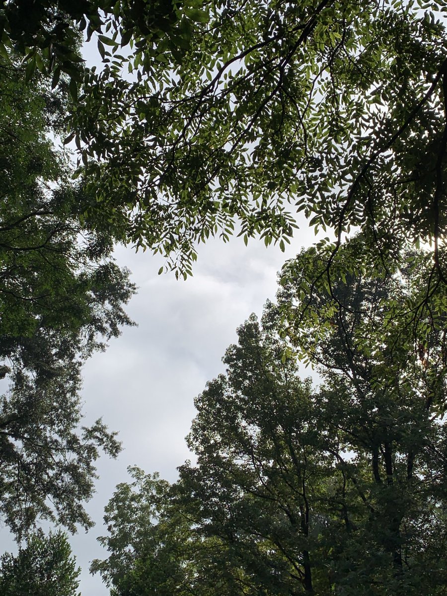 okamoto_sandra's tweet photo. Good morning, Columbus! #ColumbusGA #mydailyphoto #09/06/2022 #2022project #completelycloudy #suntryingtobreakthrough #warm&humid #nobreeze #groundwetfromrain #birdswakingup #cicadasloud #neighborsdogsquiet https://t.co/j4nxibrRZC