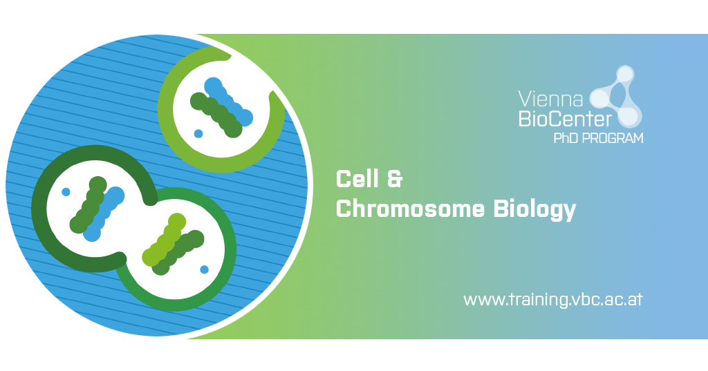 Vienna BioCenter Scientific Training (@trainingvbc) on Twitter photo The <a href="/viennabiocenter/">Vienna BioCenter</a> PhD Program Autumn call is open!  23 fully-funded positions, check out the interesting #PhD projects we have in #Cell & #Chromosome #Biology
ow.ly/lyjv50I5PBn
<a href="/IMPvienna/">IMP</a> <a href="/IMBA_Vienna/">IMBA imbavienna.bsky.social</a> <a href="/gmivienna/">GMI Vienna gmivienna.bsky.social</a> <a href="/MaxPerutzLabs/">Max Perutz Labs Vienna</a> <a href="/univienna/">Universität Wien</a> <a href="/MedUni_Wien/">MedUni Wien</a> The <a href="/viennabiocenter/">Vienna BioCenter</a> PhD Program Autumn call is open!  23 fully-funded positions, check out the interesting #PhD projects we have in #Cell & #Chromosome #Biology
ow.ly/lyjv50I5PBn
<a href="/IMPvienna/">IMP</a> <a href="/IMBA_Vienna/">IMBA imbavienna.bsky.social</a> <a href="/gmivienna/">GMI Vienna gmivienna.bsky.social</a> <a href="/MaxPerutzLabs/">Max Perutz Labs Vienna</a> <a href="/univienna/">Universität Wien</a> <a href="/MedUni_Wien/">MedUni Wien</a>