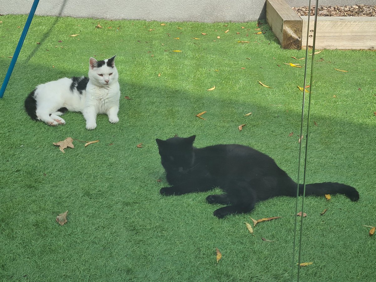 These two "things" also live in my house, i love to chase them through the dog flap, although Willow (black one) doesnt tolerate me, very grumpy!🐕🇮🇪🐈🐈‍⬛️