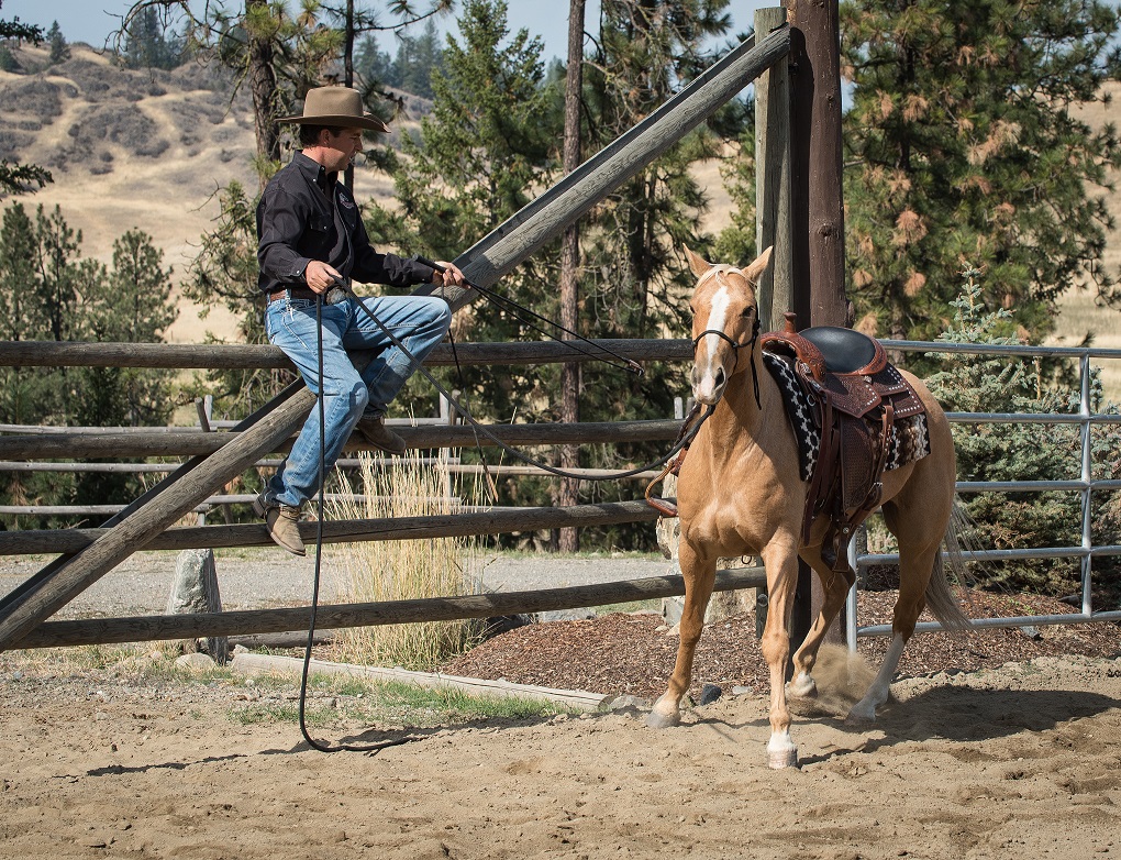 SteveRother's tweet photo. Tips Tuesday

Direct the horse, don't correct the horse.
Never say no to your horse, just offer them something to do until your idea becomes theirs.

https://t.co/6R3Y1WTS0g
#TipsTuesday #DirectionvsCorrection #RotherHorsemanship #HorseTeacher #HorseTeacherU https://t.co/VF6lg75uO5