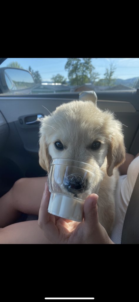taylerlee__'s tweet photo. 3 month pup cup difference 🥺 https://t.co/wVsVeyrwR2