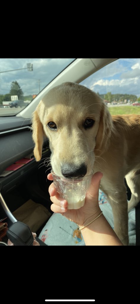 taylerlee__'s tweet photo. 3 month pup cup difference 🥺 https://t.co/wVsVeyrwR2