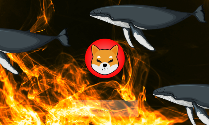 BottomNfts's tweet photo. A Newly Born Giant Whale Adds 3.37 Trillion $SHIB  In One Transaction #SHIBA https://t.co/ufufND2nYe