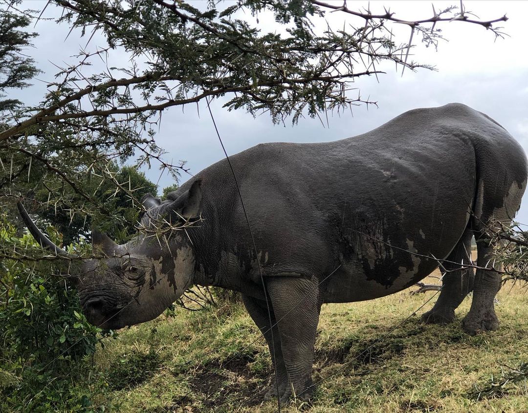 serenahotels's tweet photo. Closing another superb week from #serenasweetwaters in Ol Pejeta Conserverncy. A must for anyone staying with us is a game drive through East Africa's biggest black rhino sanctuary. Find yourself and the Big Five as you explore 90,000 acres of unadulterated wilderness.
#safari https://t.co/fVsBsnbVCl
