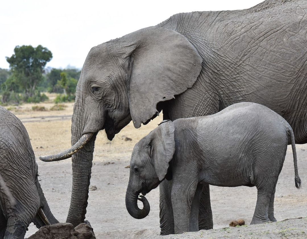 serenahotels's tweet photo. Closing another superb week from #serenasweetwaters in Ol Pejeta Conserverncy. A must for anyone staying with us is a game drive through East Africa's biggest black rhino sanctuary. Find yourself and the Big Five as you explore 90,000 acres of unadulterated wilderness.
#safari https://t.co/fVsBsnbVCl