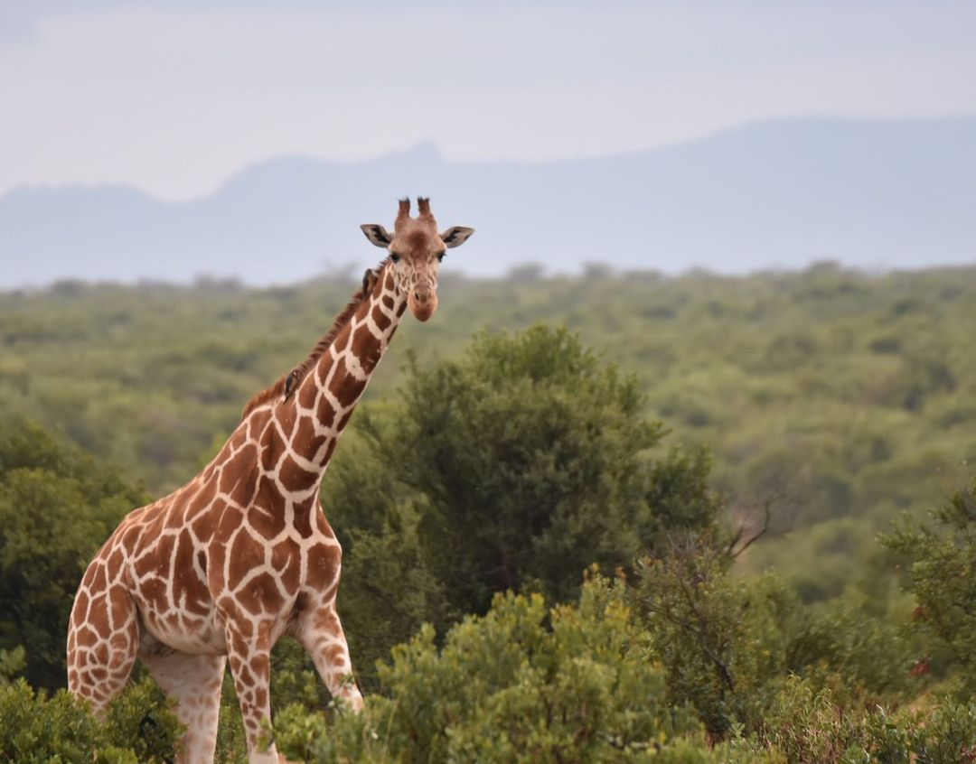 serenahotels's tweet photo. Closing another superb week from #serenasweetwaters in Ol Pejeta Conserverncy. A must for anyone staying with us is a game drive through East Africa's biggest black rhino sanctuary. Find yourself and the Big Five as you explore 90,000 acres of unadulterated wilderness.
#safari https://t.co/fVsBsnbVCl