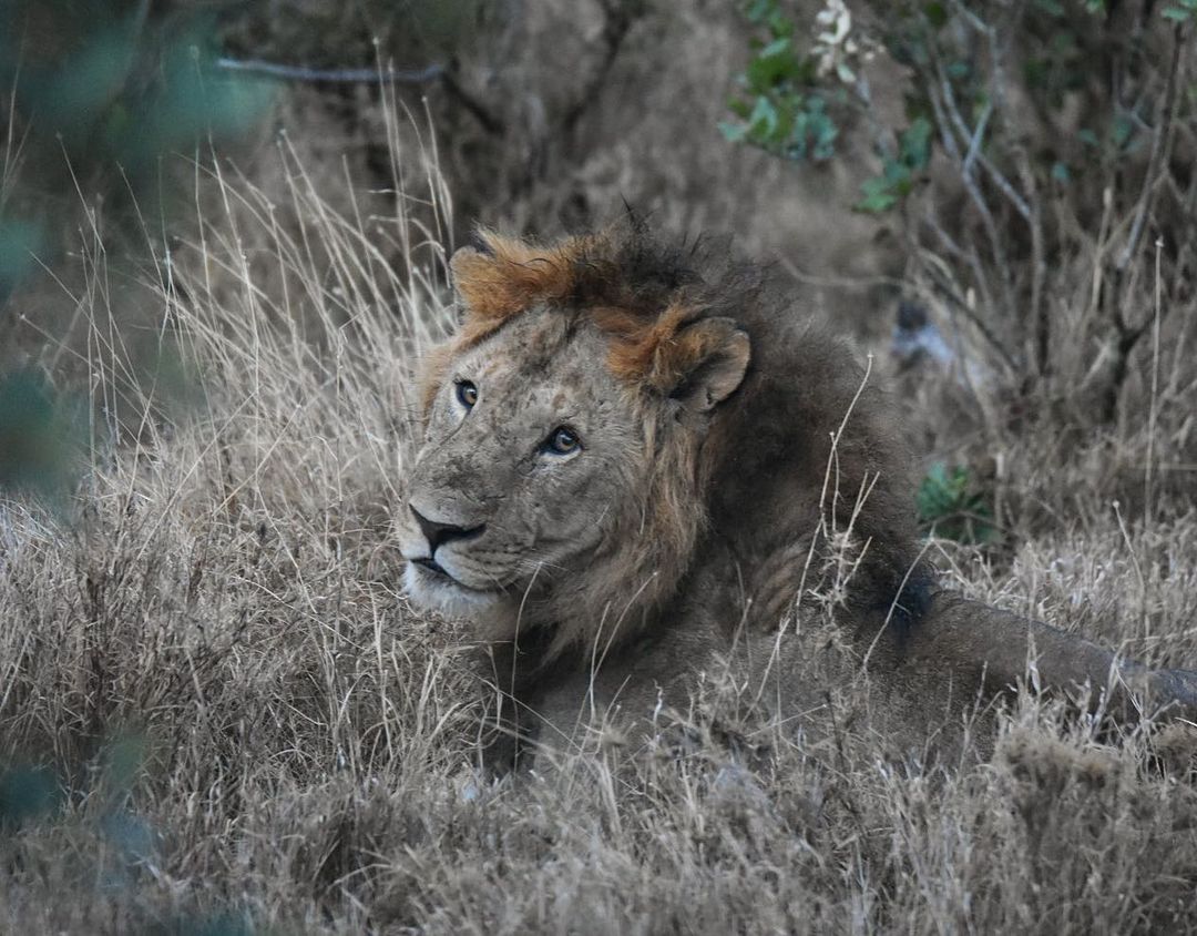 serenahotels's tweet photo. Closing another superb week from #serenasweetwaters in Ol Pejeta Conserverncy. A must for anyone staying with us is a game drive through East Africa's biggest black rhino sanctuary. Find yourself and the Big Five as you explore 90,000 acres of unadulterated wilderness.
#safari https://t.co/fVsBsnbVCl