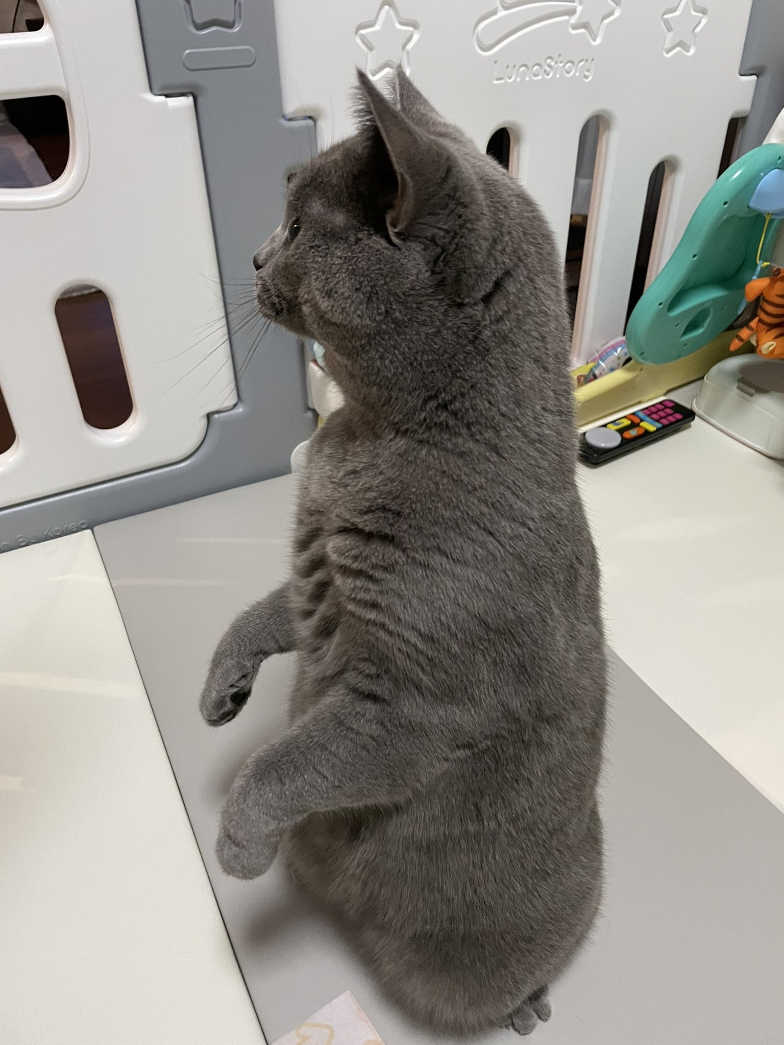 ｼｬﾙﾄﾘｭｰのちろ Chirochannel Twitter