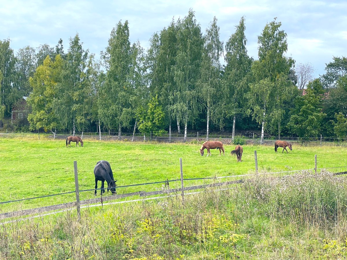 Meri Mattila tweet media