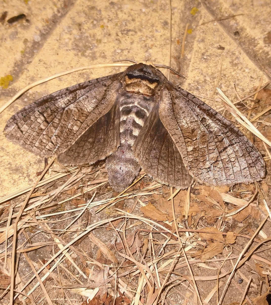 Vlinderspotter's tweet photo. Wilgenhoutvlinder/wilgenhoutrups
Tjechië, 08-2022

Zie voor meer: https://t.co/IJSZMcmDS5

#nachtvlinder #nachtvlinders #moth #moths #vlinder #vlinders #butterfly #butterflies #lepidoptera https://t.co/qHHyTFSNeO