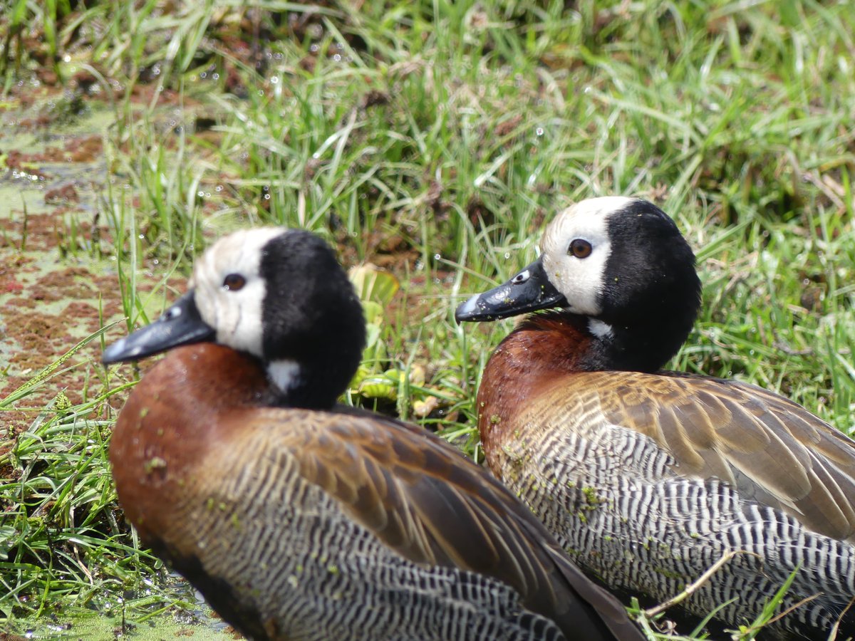White-faced Whistling-Duck (#Dendrocygna viduata)

#amboseli #amboselinationalpark