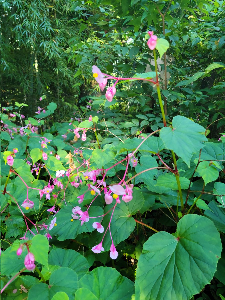 eblUGq7u1NAuEHo's tweet photo. 縦走路で撮った花と、高尾山の今月の飾り付け。(兎が沢山並んでる)

写真以外にも、キンミズヒキとかミズヒキ、オトコエシ、紫陽花なんかが咲いてた。陣馬山で咲いてた花たちも。 https://t.co/jagQgTFwX3
