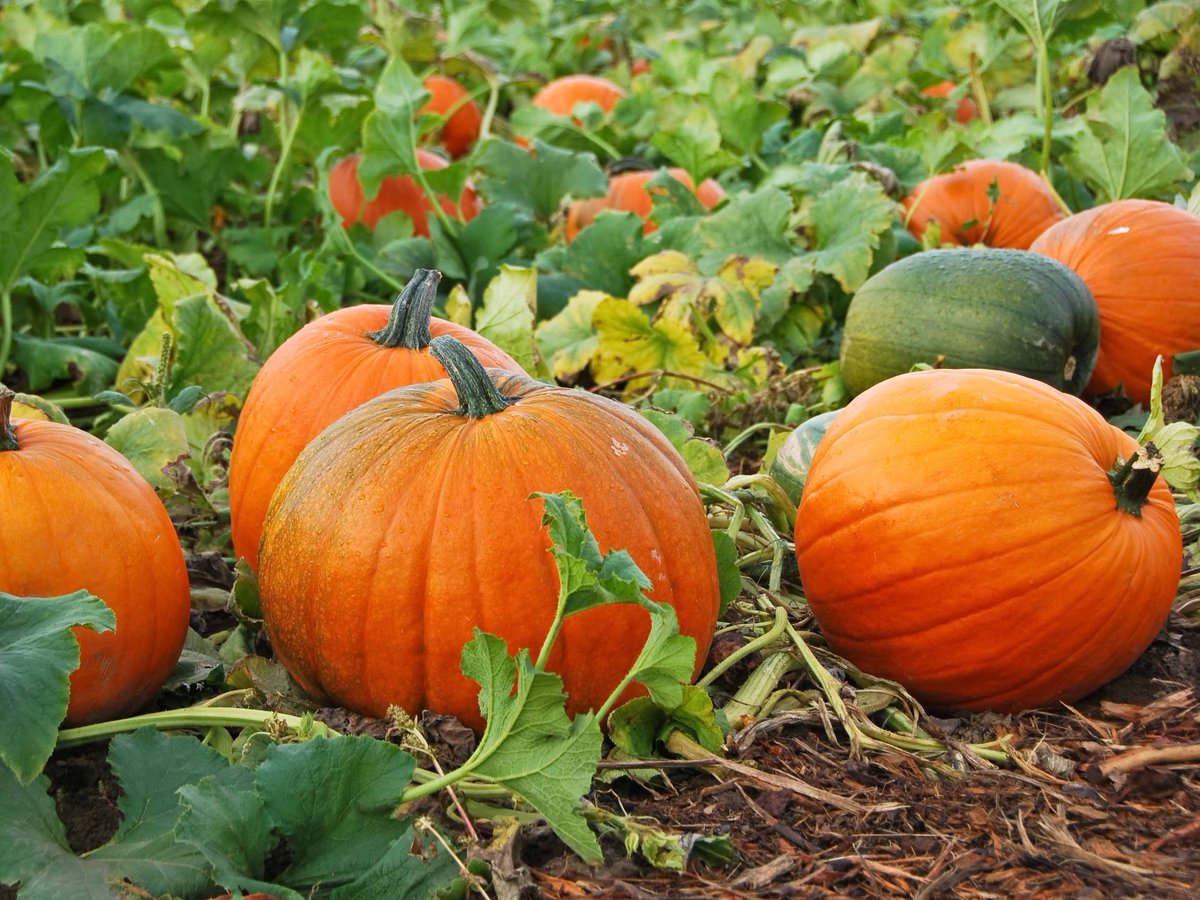 CampDirectors's tweet photo. @FieldTripDir Farm field trips that explores how food is grown and how animals are raised is an ideal way for your students to understand where their food comes from. Visit https://t.co/zhHQcHFEXK and click on your state/city then under filter click on science and then farms. https://t.co/06XzUzFRdT