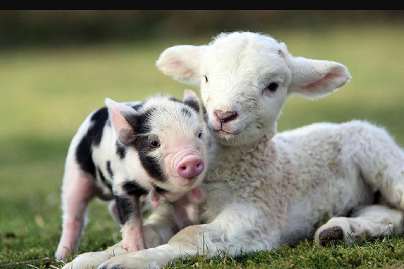 CampDirectors's tweet photo. @FieldTripDir Farm field trips that explores how food is grown and how animals are raised is an ideal way for your students to understand where their food comes from. Visit https://t.co/zhHQcHFEXK and click on your state/city then under filter click on science and then farms. https://t.co/06XzUzFRdT